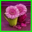 http://img75.xooimage.com/files/5/3/8/images2-28e0538.jpeg