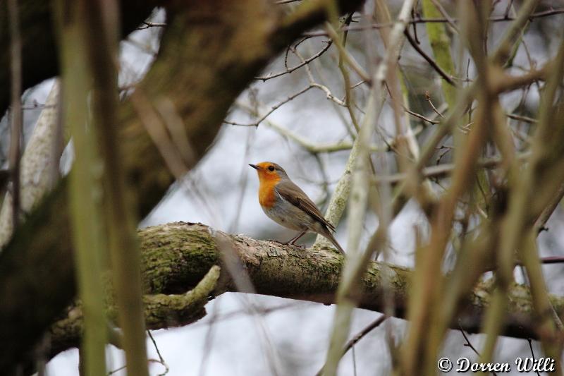dans mon jardin ( 1er mars 2012 )