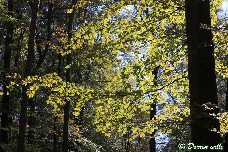 promenade sur les fagnes et alentours ( jalhay ) le 16-oct-2011 Dpp_jalhay---16-o...1---0011-2dd6d2d